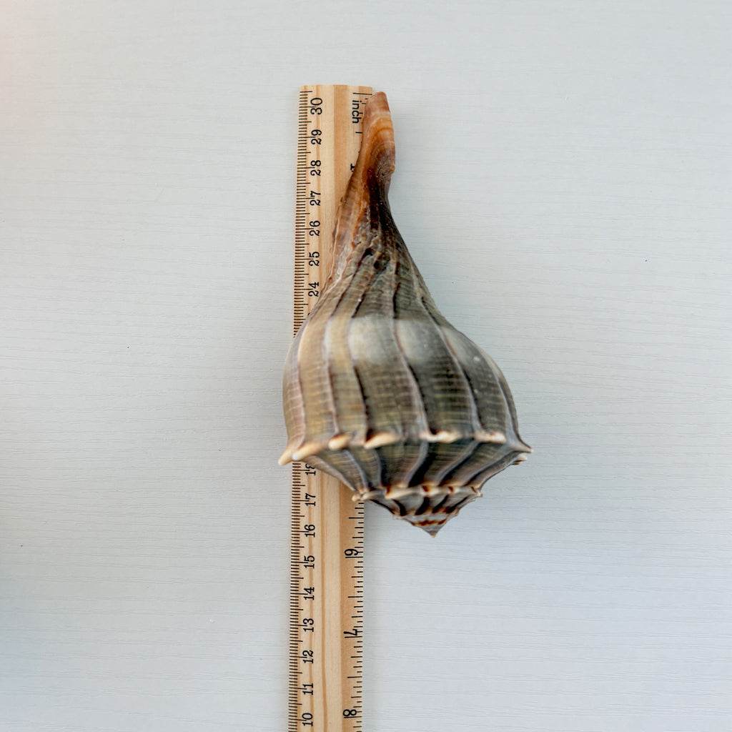 Florida Lightning Whelk Seashell (Bundle of 3)