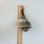 Florida Lightning Whelk Seashell (Bundle of 3)