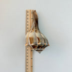 Florida Lightning Whelk Seashell (Bundle of 3)