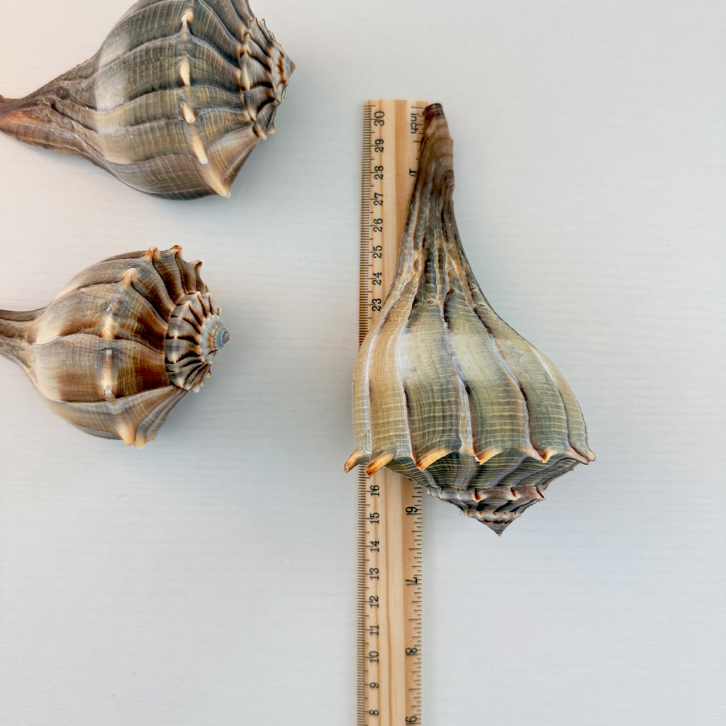 Florida Lightning Whelk Seashell (Bundle of 3)