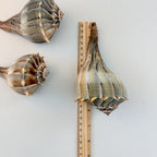 Florida Lightning Whelk Seashell (Bundle of 3)
