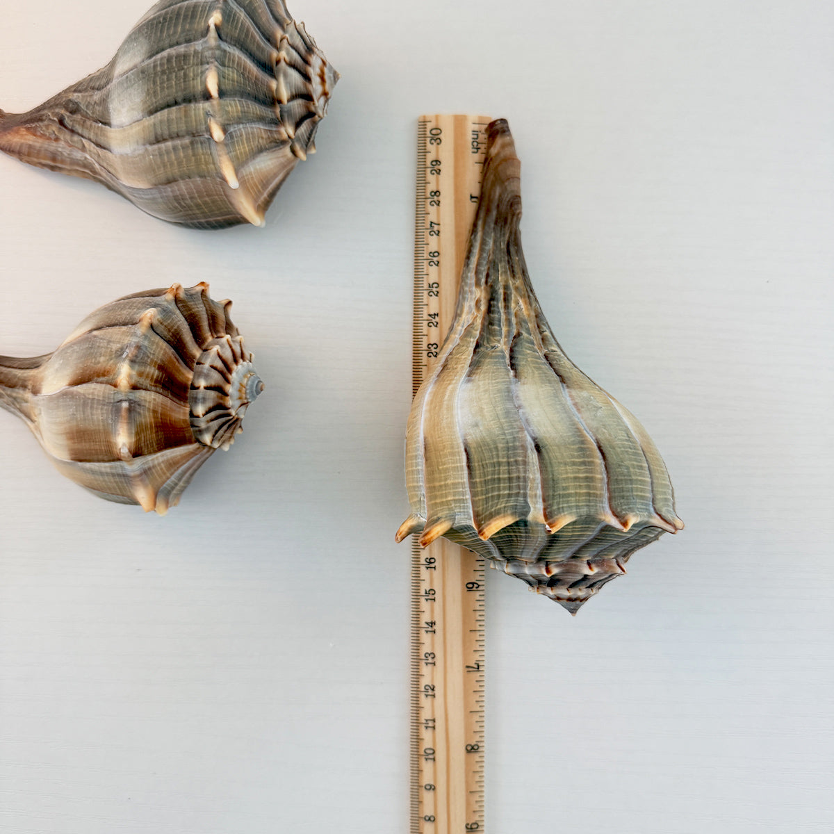 Florida Lightning Whelk Seashell (Bundle of 3)