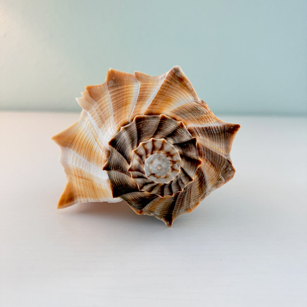 Florida Lightning Whelk Seashell (Large)