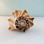 Florida Lightning Whelk Seashell (Large)
