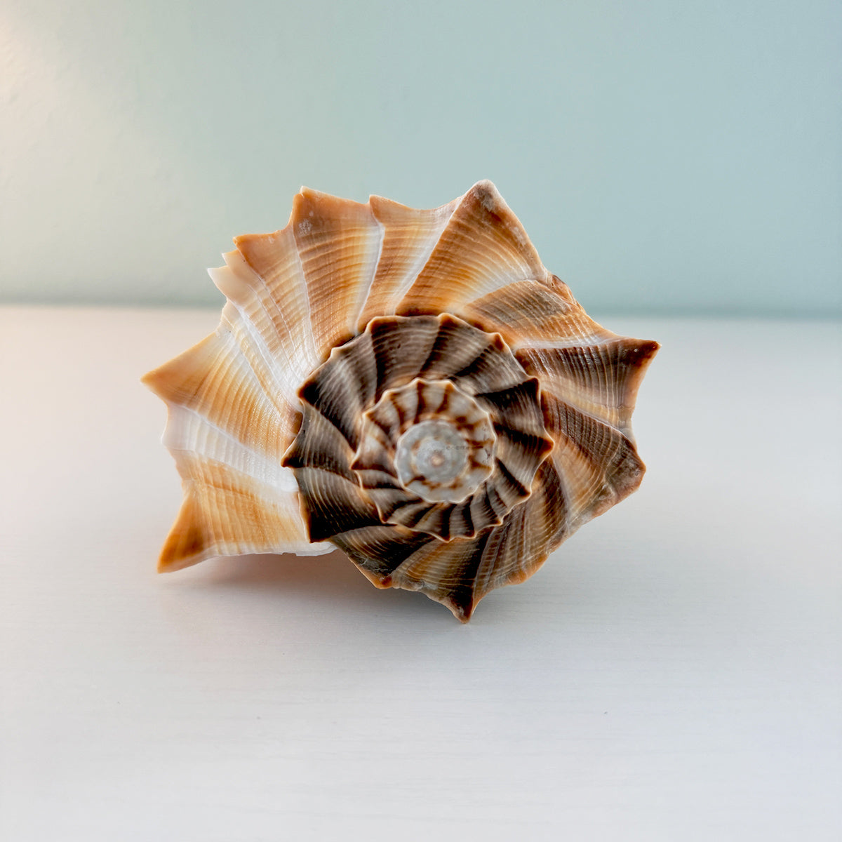 Florida Lightning Whelk Seashell (Large)