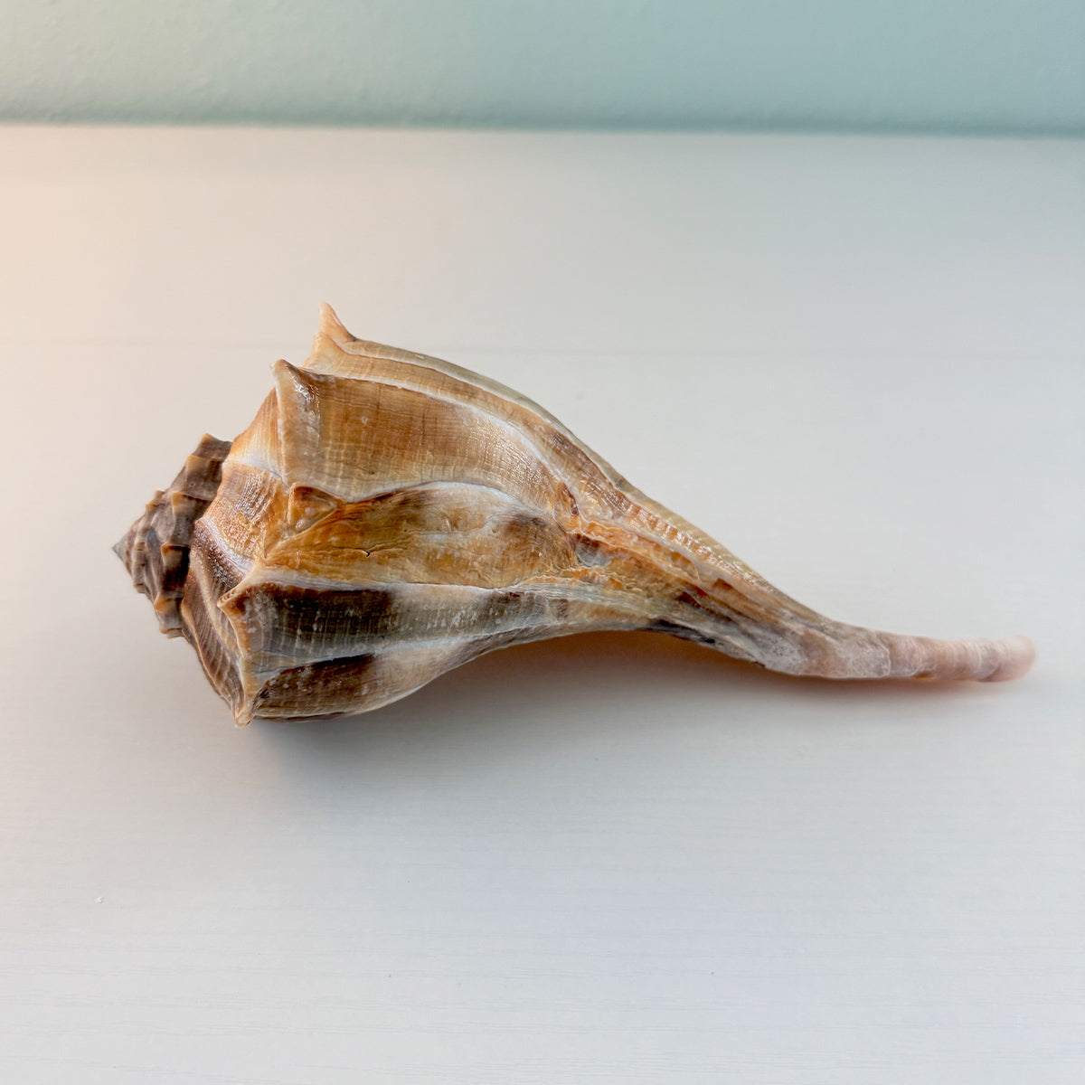 Florida Lightning Whelk Seashell (Large)