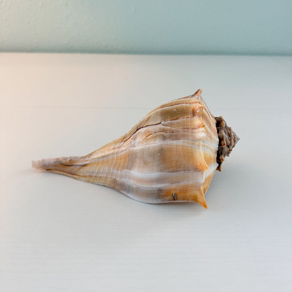 Florida Lightning Whelk Seashell (Large)