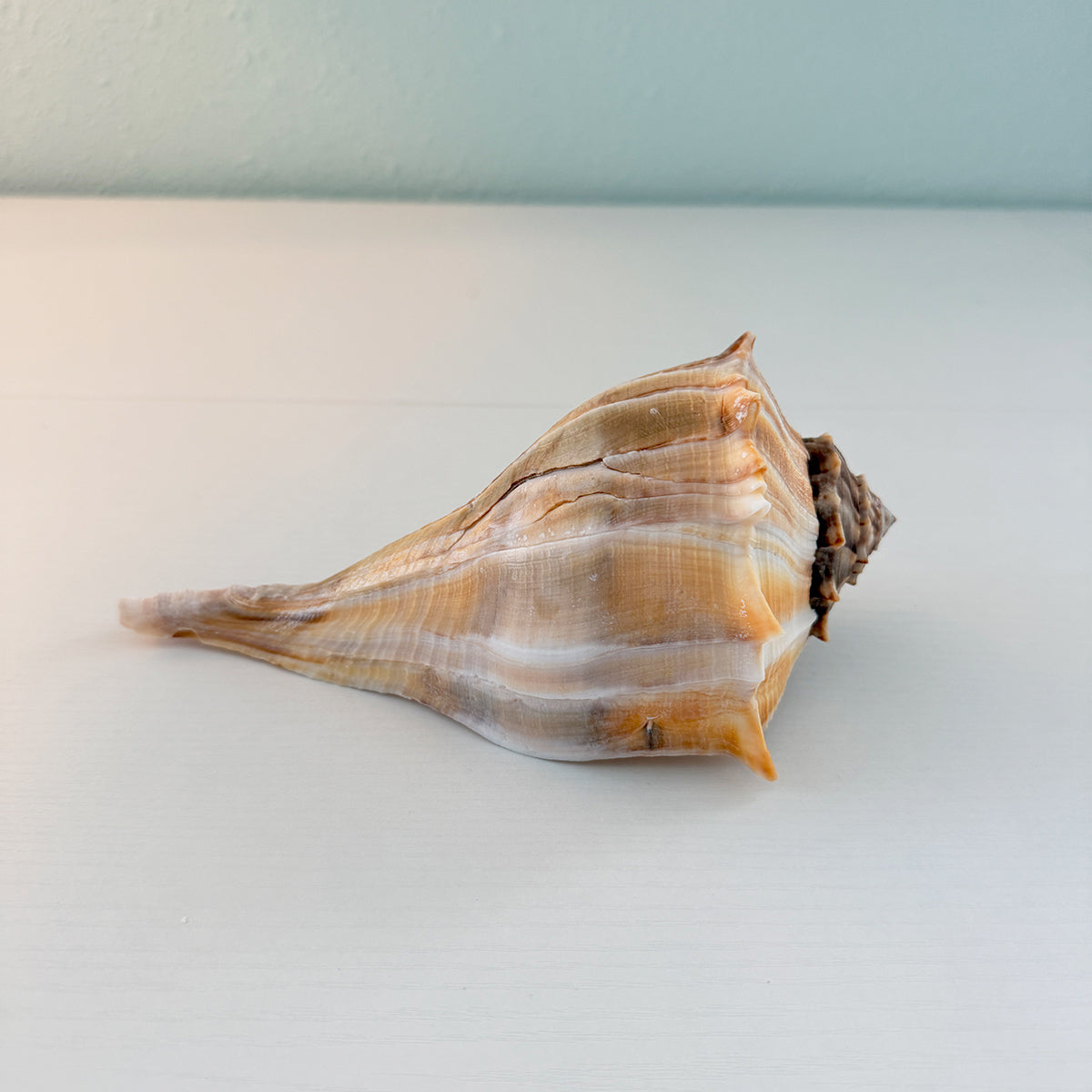 Florida Lightning Whelk Seashell (Large)
