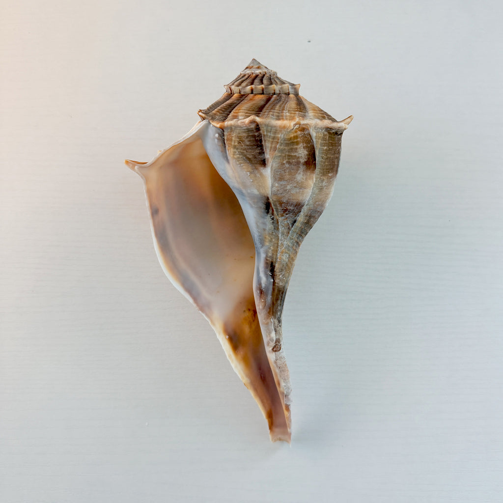 Florida Lightning Whelk Seashell (Large)