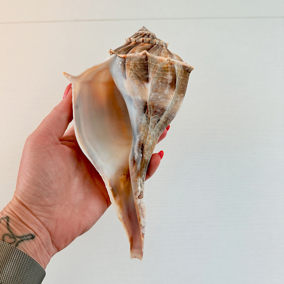 Florida Lightning Whelk Seashell (Large)