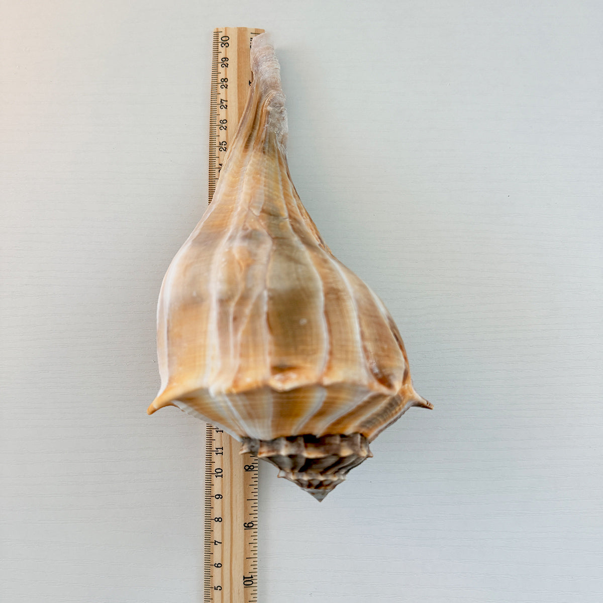 Florida Lightning Whelk Seashell (Large)