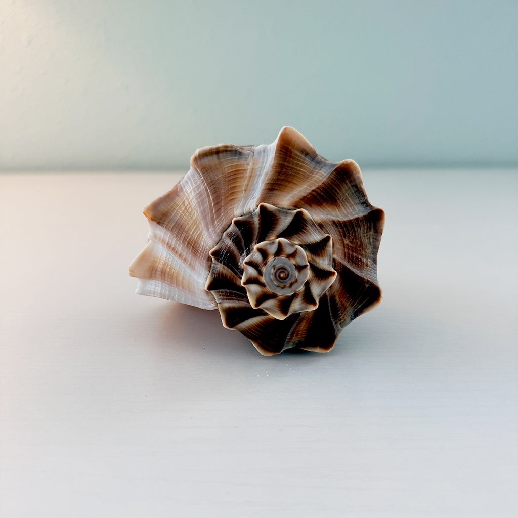 Florida Lightning Whelk Seashell