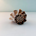 Florida Lightning Whelk Seashell