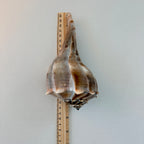 Florida Lightning Whelk Seashell