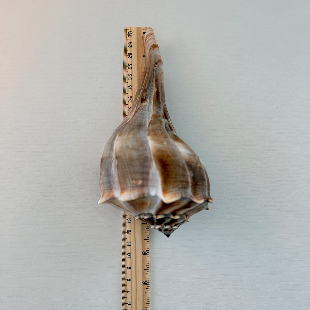 Florida Lightning Whelk Seashell