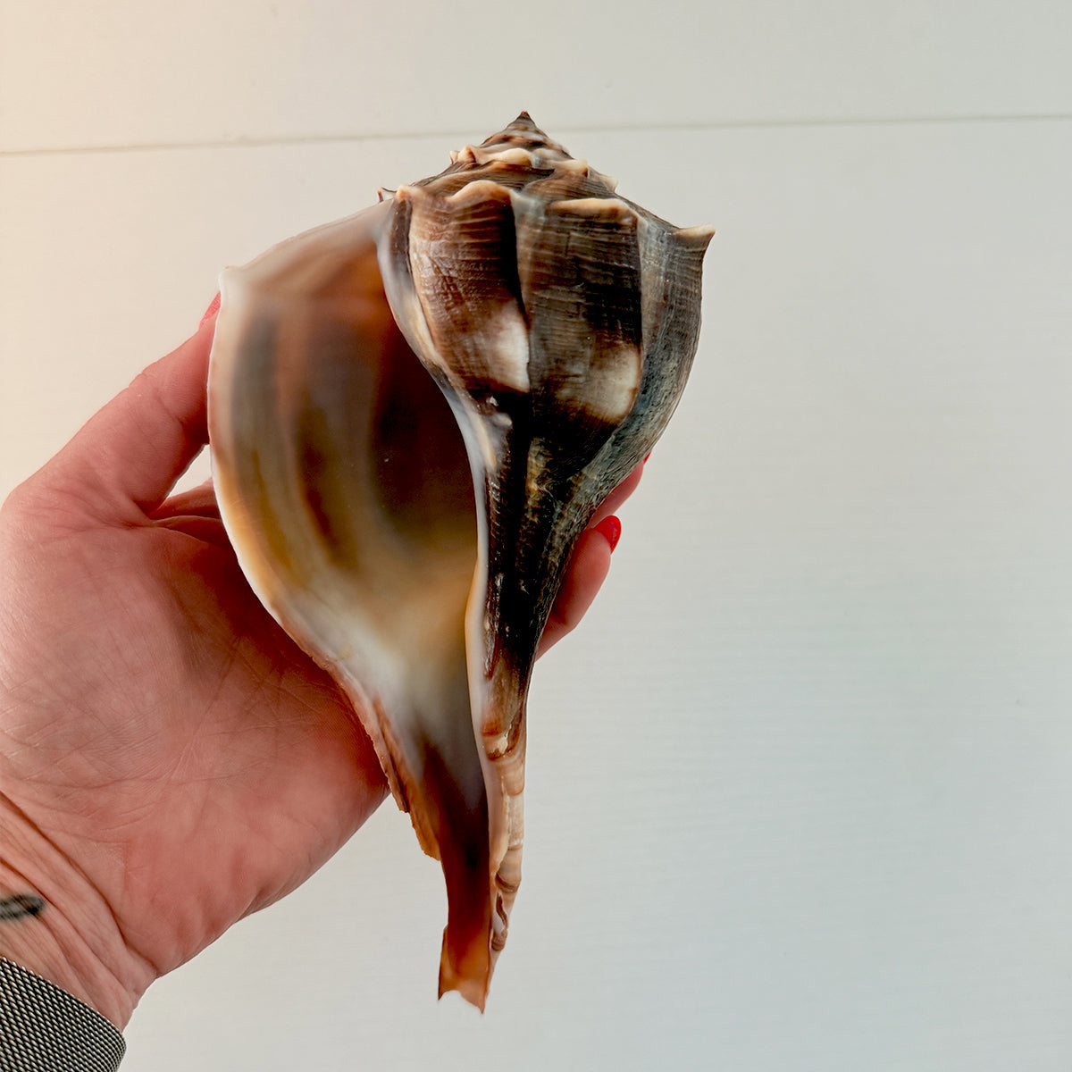 Florida Lightning Whelk Seashell