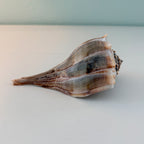 Florida Lightning Whelk Seashell