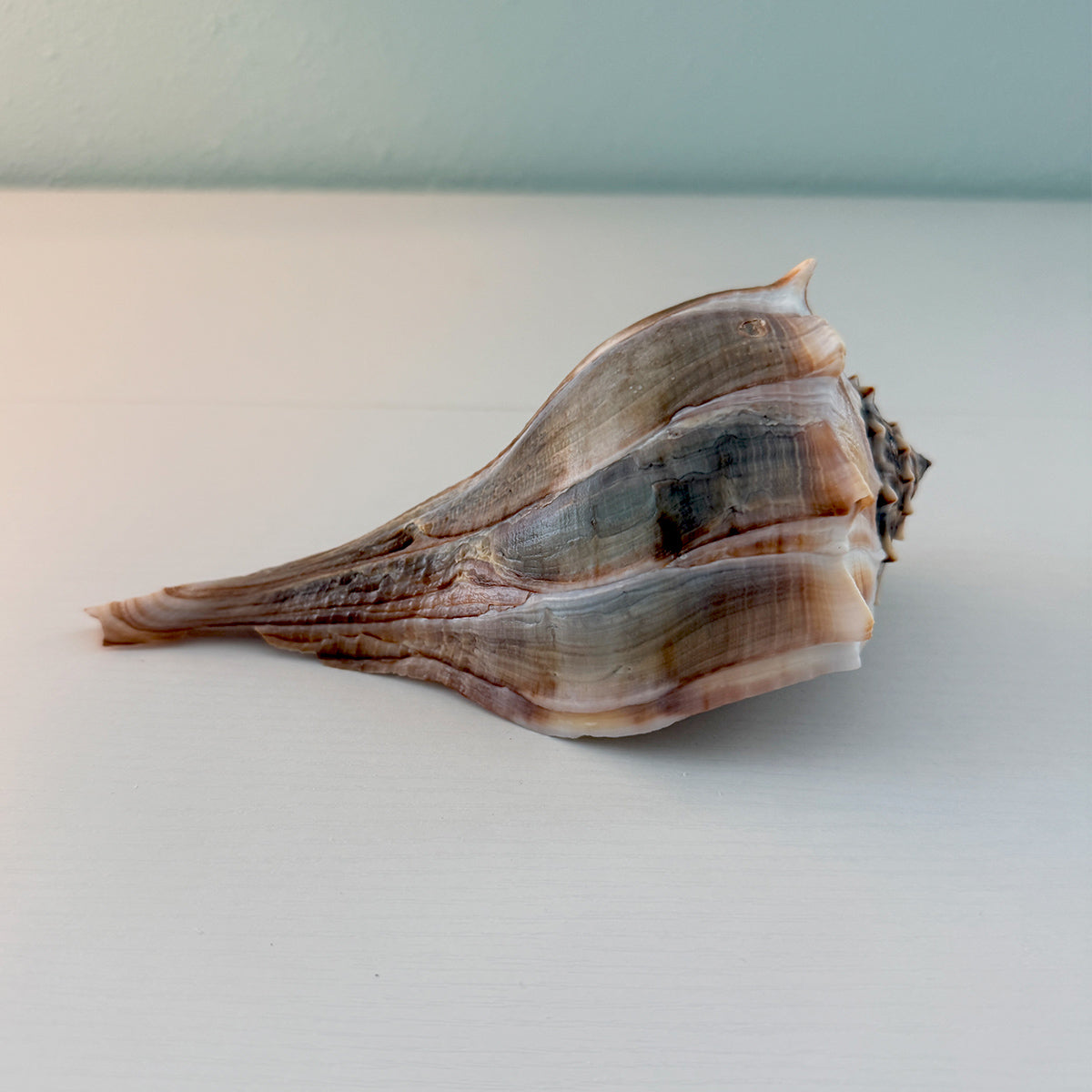 Florida Lightning Whelk Seashell