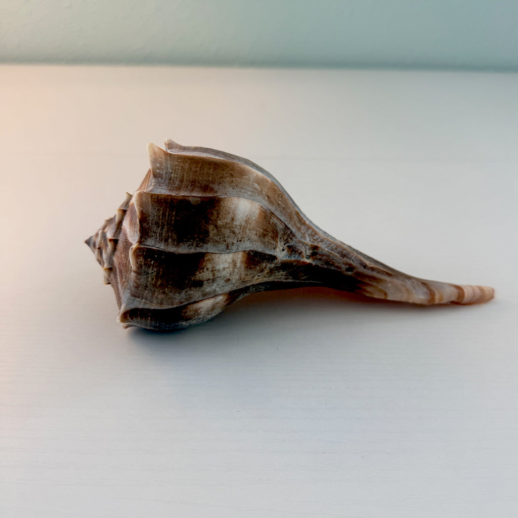 Florida Lightning Whelk Seashell