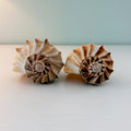 Florida Lightning Whelk Seashells (Large Bundle)