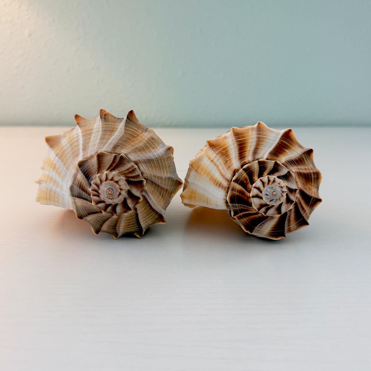Florida Lightning Whelk Seashells (Large Bundle)