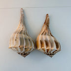 Florida Lightning Whelk Seashells (Large Bundle)
