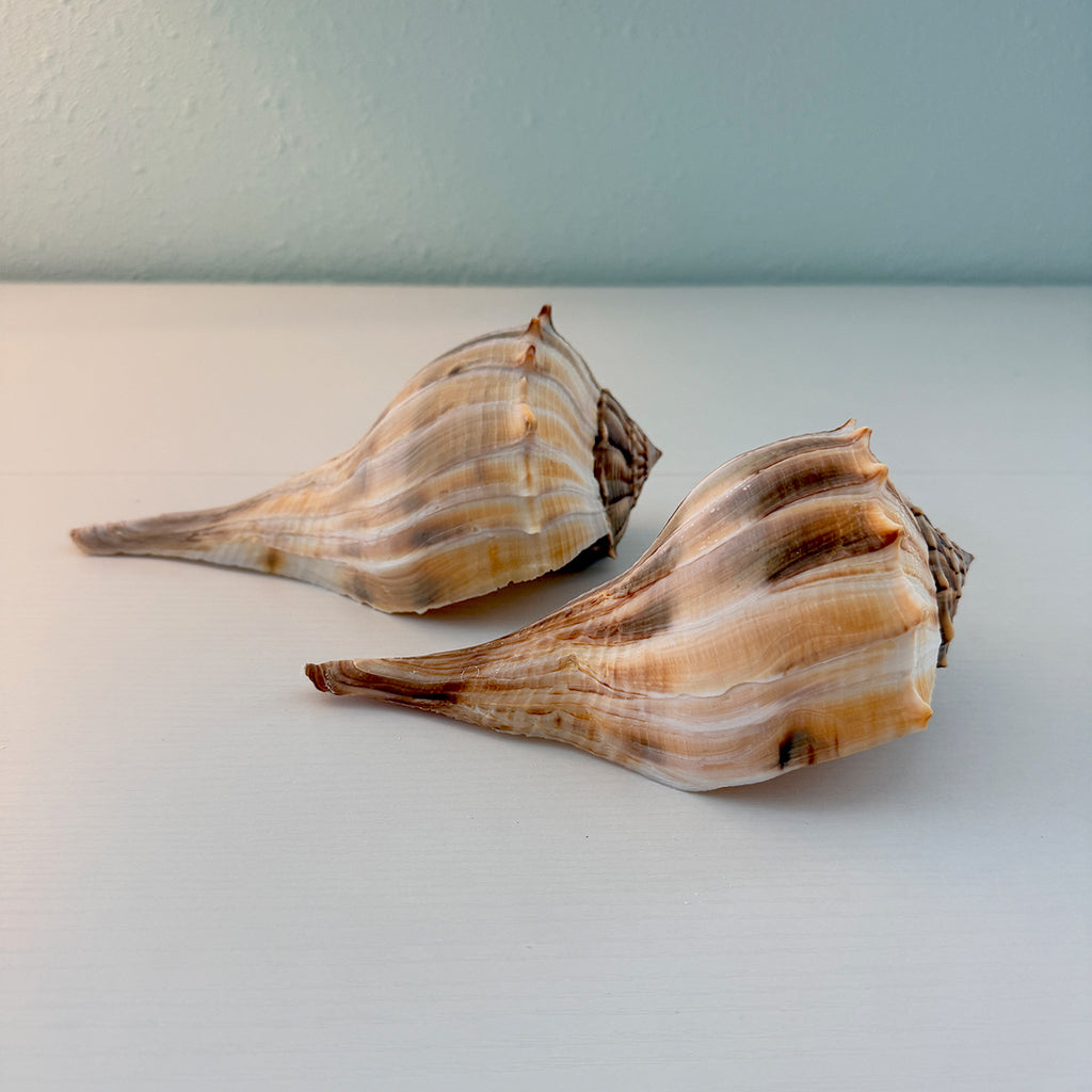 Florida Lightning Whelk Seashells (Large Bundle)