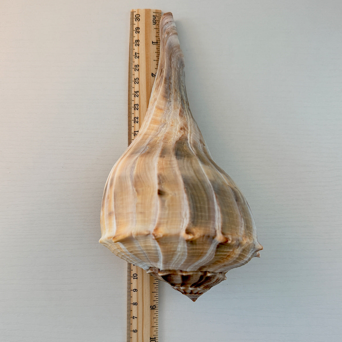 Florida Lightning Whelk Seashells (Large Bundle)