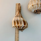 Florida Lightning Whelk Seashells (Large Bundle)