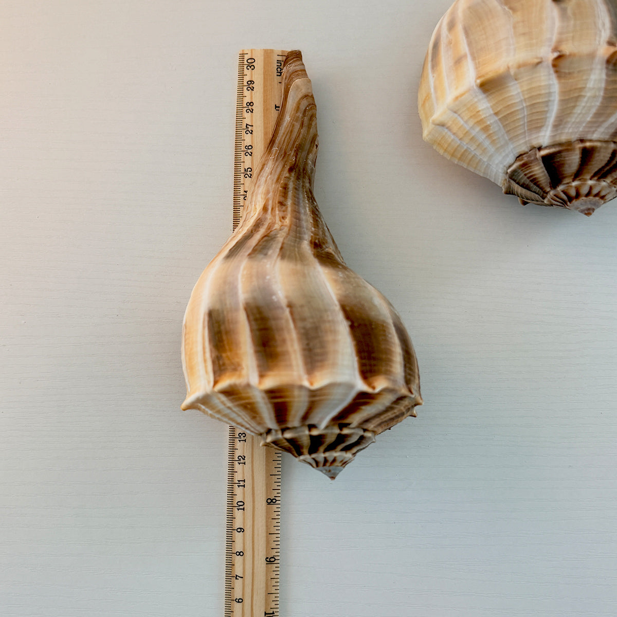 Florida Lightning Whelk Seashells (Large Bundle)