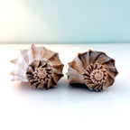 Florida Lightning Whelk Seashells (Bundle)