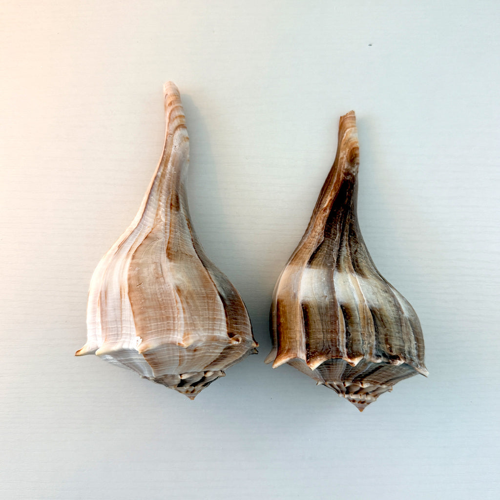 Florida Lightning Whelk Seashells (Bundle)