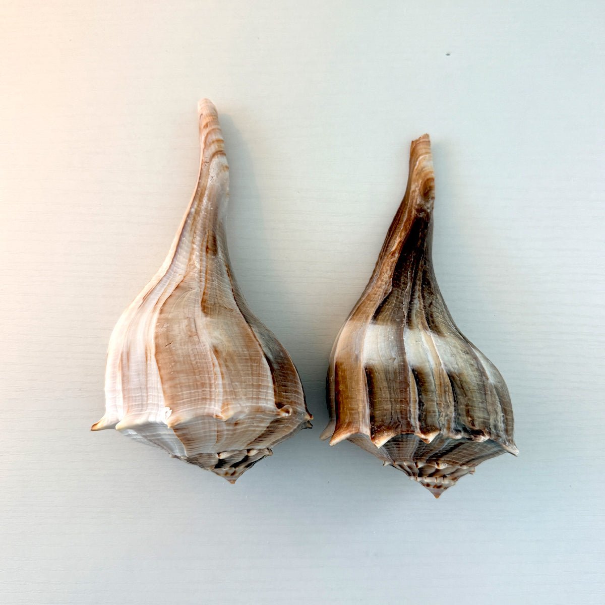 Florida Lightning Whelk Seashells (Bundle)