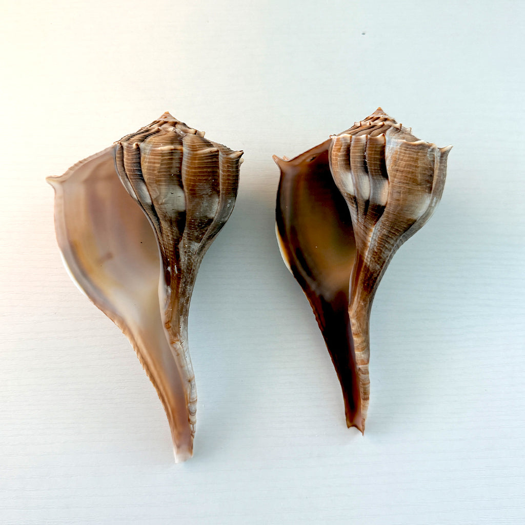 Florida Lightning Whelk Seashells (Bundle)