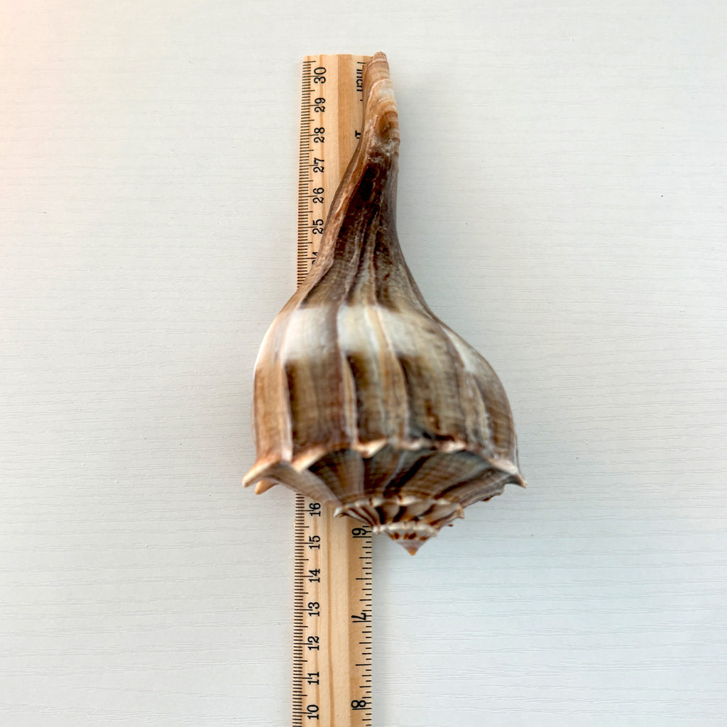 Florida Lightning Whelk Seashells (Bundle)