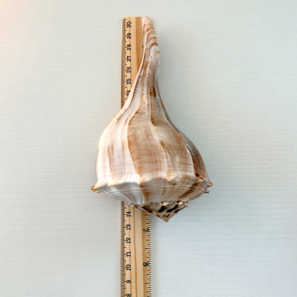Florida Lightning Whelk Seashells (Bundle)