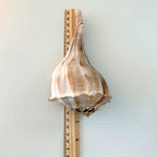 Florida Lightning Whelk Seashells (Bundle)
