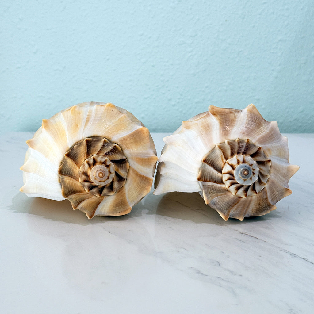 Florida Lightning Whelk Seashells (Large Bundle)
