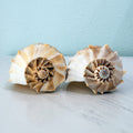 Florida Lightning Whelk Seashells (Large Bundle)
