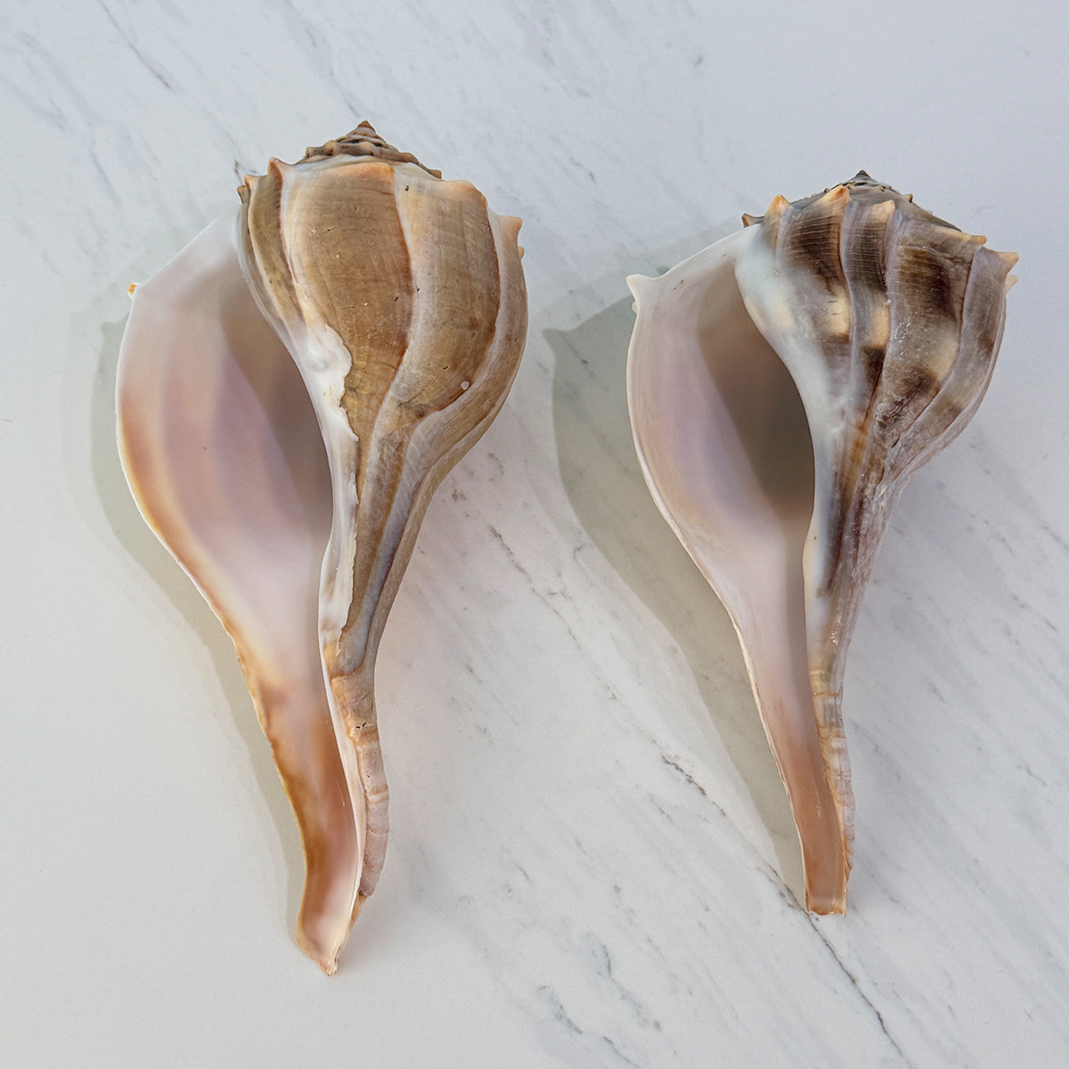 Florida Lightning Whelk Seashells (Large Bundle)