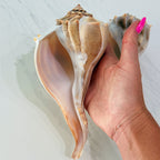 Florida Lightning Whelk Seashells (Large Bundle)
