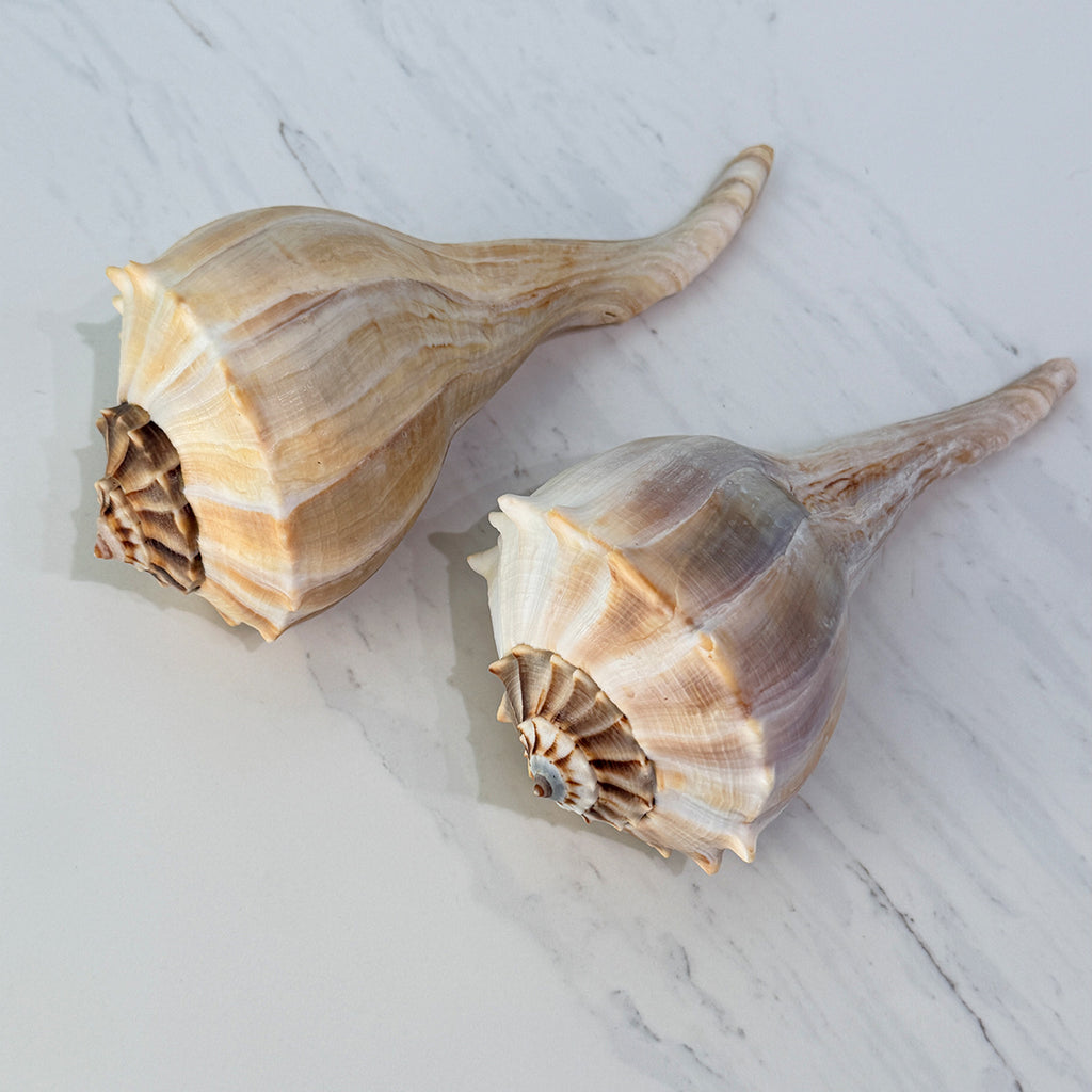 Florida Lightning Whelk Seashells (Large Bundle)
