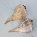 Florida Lightning Whelk Seashells (Large Bundle)