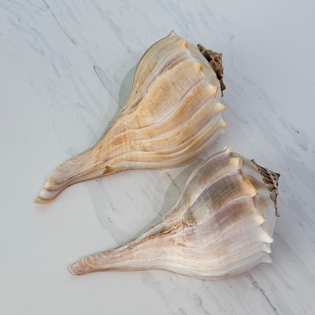 Florida Lightning Whelk Seashells (Large Bundle)
