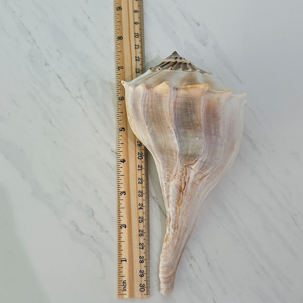 Florida Lightning Whelk Seashells (Large Bundle)