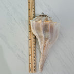 Florida Lightning Whelk Seashells (Large Bundle)
