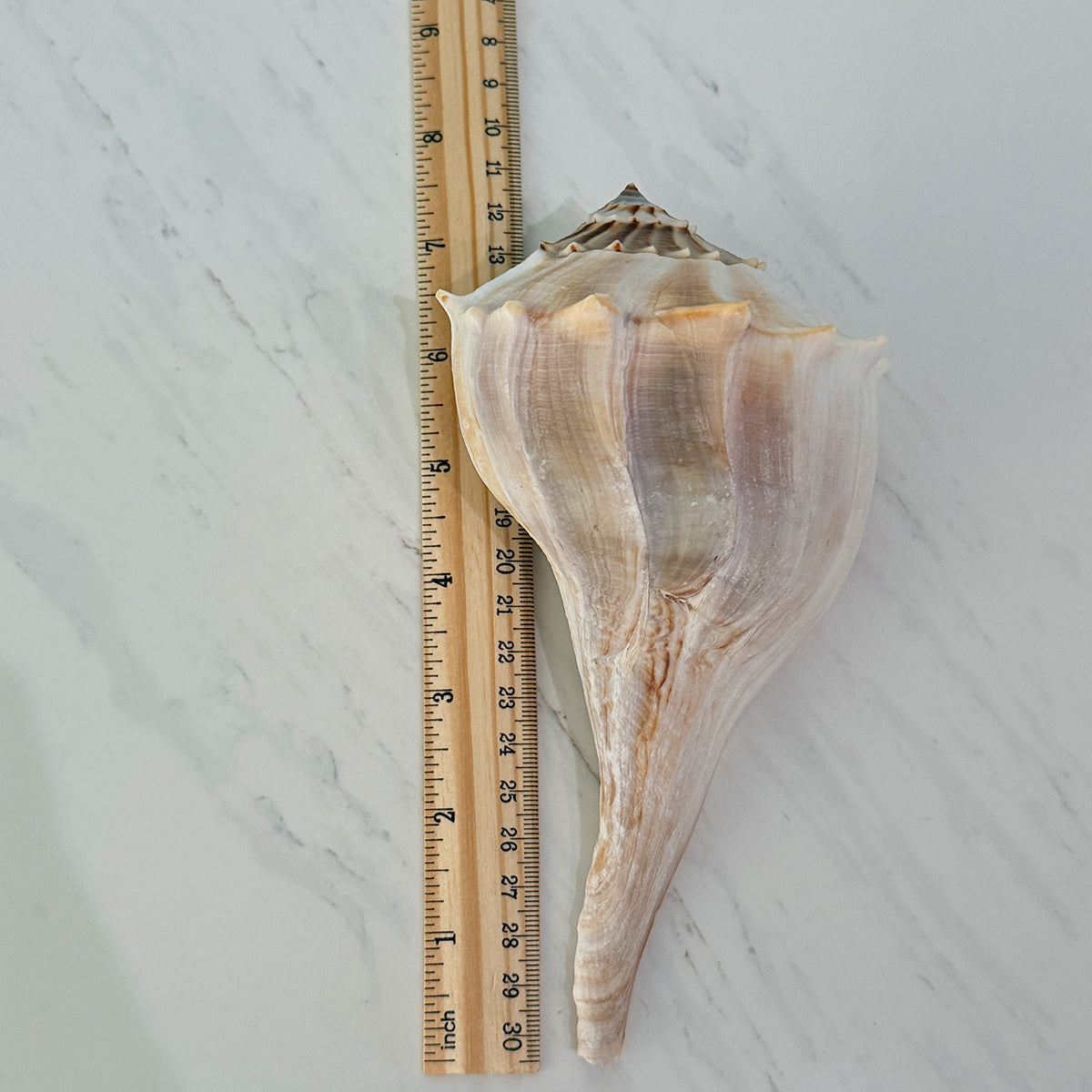 Florida Lightning Whelk Seashells (Large Bundle)