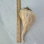 Florida Lightning Whelk Seashells (Large Bundle)
