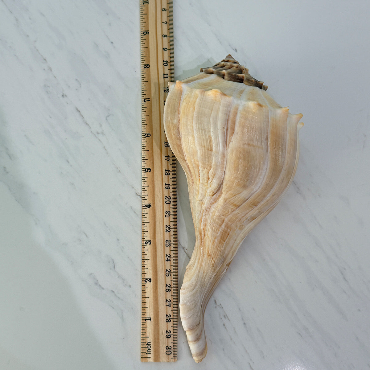 Florida Lightning Whelk Seashells (Large Bundle)