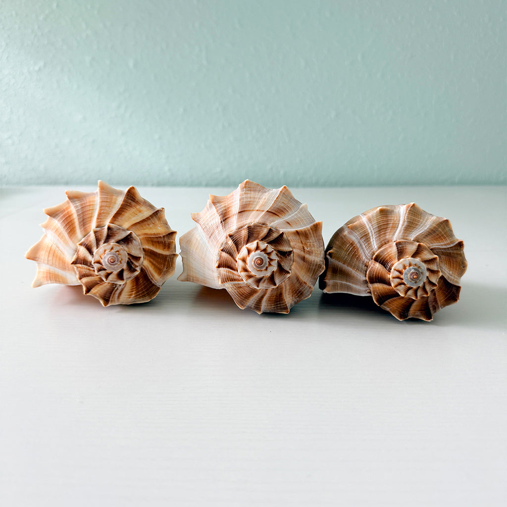 Large Florida Lightning Whelk Seashells (Bundle of 3) + Bonus Shells